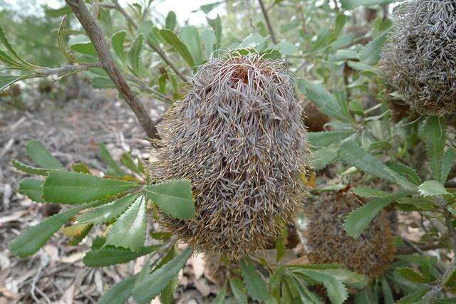 Image of banksia