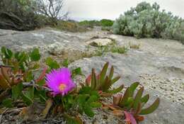 Imagem de Carpobrotus rossii (Haw.) Schwant.