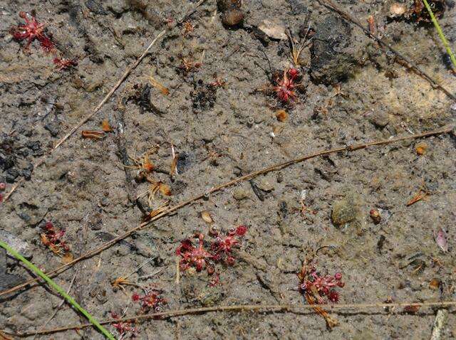 Image of Drosera pygmaea DC.