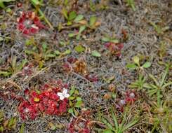 Image of Drosera pygmaea DC.