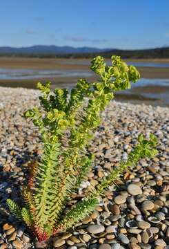 Image of sea spurge