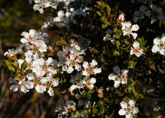 Image of <i>Leptospermum langigerum</i>