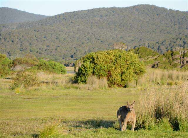 Image of Macropus Shaw 1790