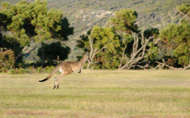 Image of Macropus Shaw 1790