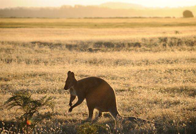 Plancia ëd Macropus Shaw 1790