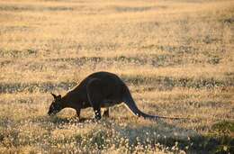 Imagem de Macropus Shaw 1790