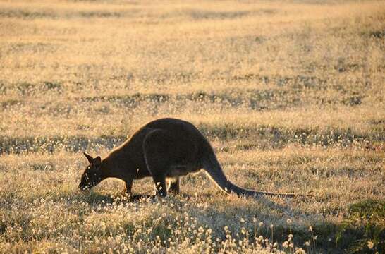 Plancia ëd Macropus Shaw 1790