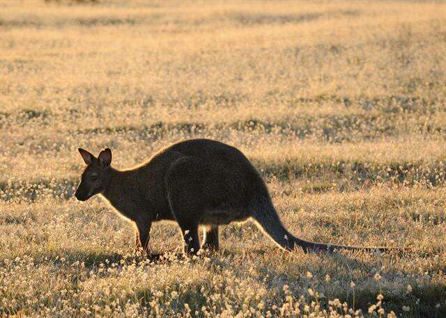 Imagem de Macropus Shaw 1790