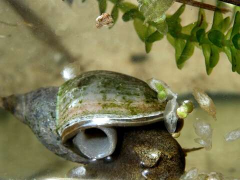 Image of Pond Snails