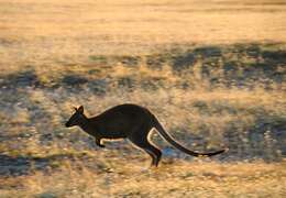 Image of Macropus Shaw 1790