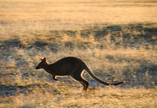 Image of Gray Kangaroos