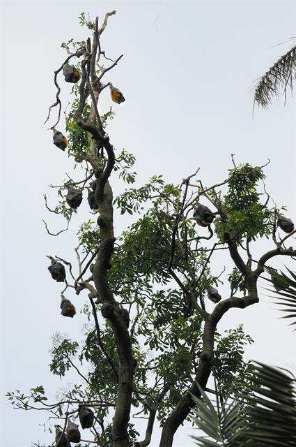 Image of Flying foxes