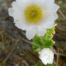 Слика од Ranunculus anemoneus F. Müll.