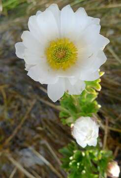 Image of Ranunculus anemoneus F. Müll.