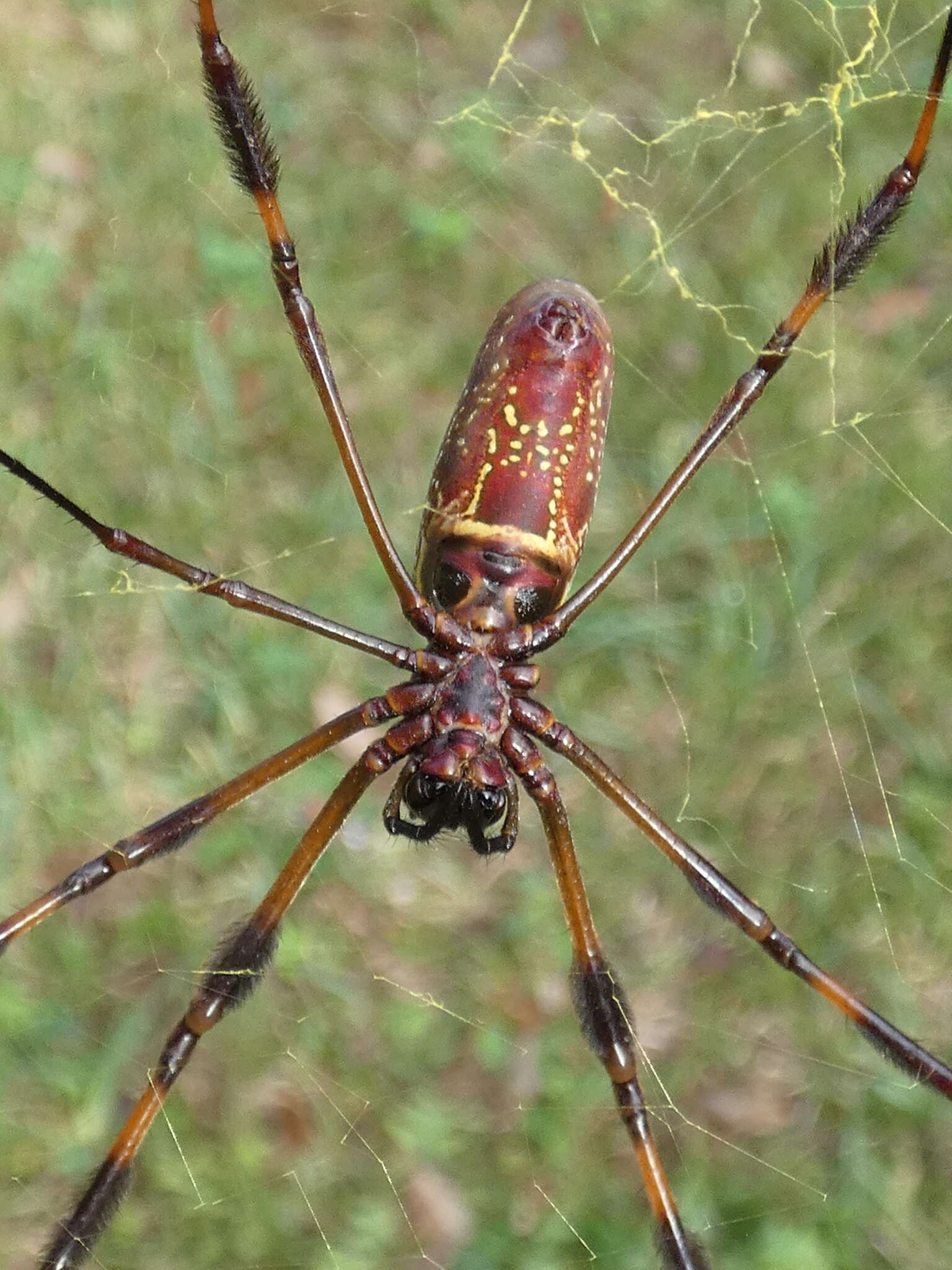 صورة Trichonephila