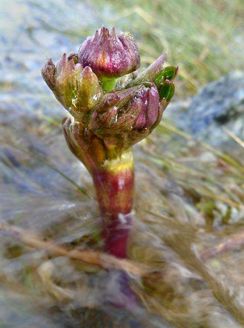 Imagem de Ranunculus anemoneus F. Müll.