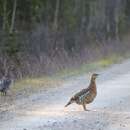 Image of Capercaillie