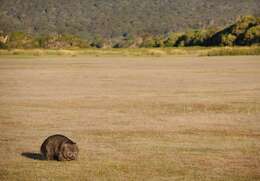 Image of Bare-nosed Wombats