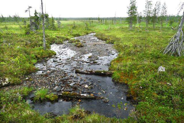 Image of Drummond's pohlia moss