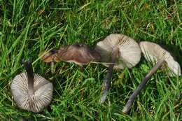 Image of Entoloma anatinum (Lasch) Donk 1949