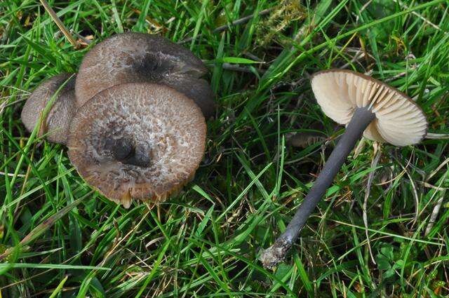 Image of Entoloma poliopus (Romagn.) Noordel. 1979