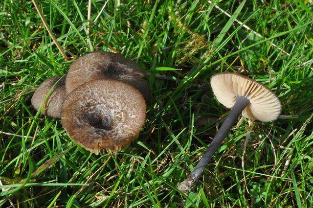 Image of Entoloma poliopus (Romagn.) Noordel. 1979