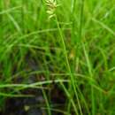 Image de Carex tênuiflore