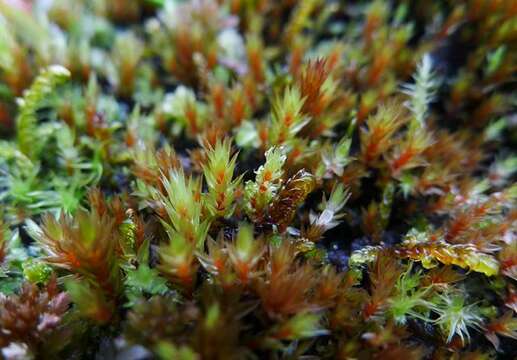 Imagem de Bryum