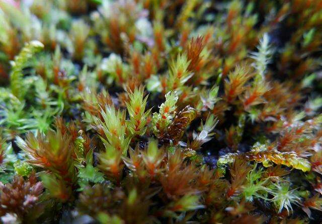 Image of bryum moss