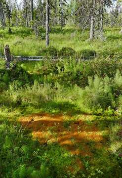 Image of Weigel's bryum moss