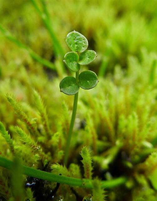 Image of Cardamine pratensis subsp. paludosa (Knaf) Celak.