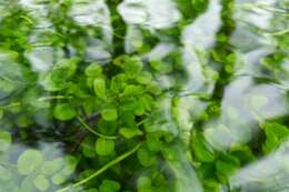 Imagem de Cardamine pratensis subsp. paludosa (Knaf) Celak.