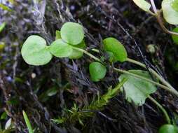 Imagem de Cardamine pratensis subsp. paludosa (Knaf) Celak.