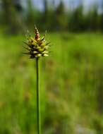Imagem de Carex capitata Sol.