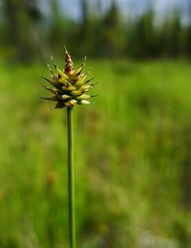 Carex capitata Sol. resmi