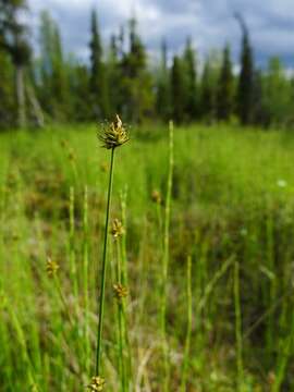 Carex capitata Sol. resmi