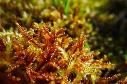 Image of Limprichtia Moss