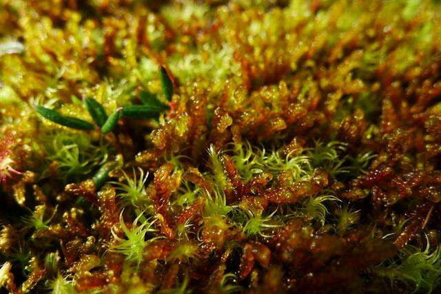 Image of Limprichtia Moss