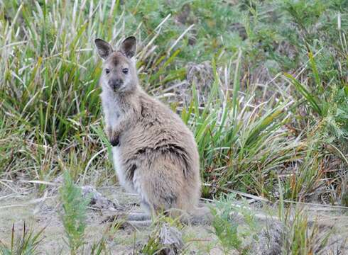 Image of Gray Kangaroos