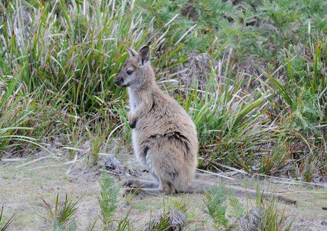 Plancia ëd Macropus Shaw 1790