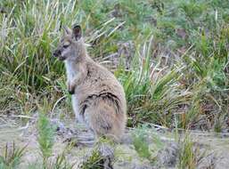 Image of Macropus Shaw 1790