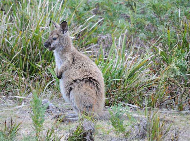 Plancia ëd Macropus Shaw 1790