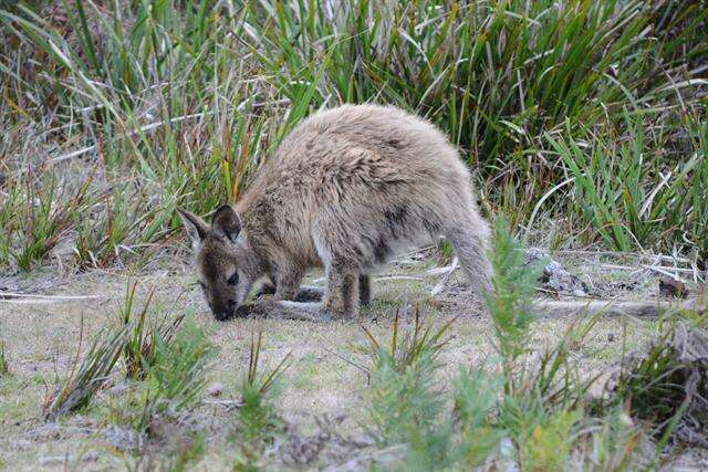 Plancia ëd Macropus Shaw 1790