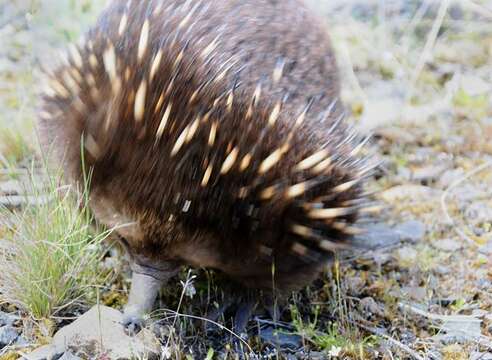 Image of Short-beaked Echidnas