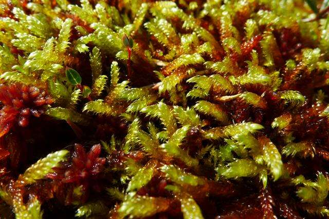 Image of loeskypnum moss