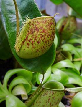 Image of Flask-Shaped Pitcher-Plant