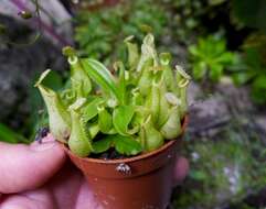 Image of tropical pitcher plants