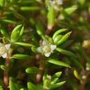 Imagem de Crassula helmsii (Kirk) A. Berger