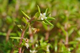 Image of new zealand pigmyweed