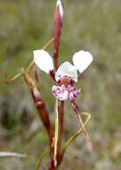 Image of Diuris punctata var. punctata